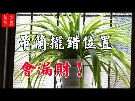 鶴望蘭風水|鶴望蘭風水：探究這個獨特的風水文化【鶴望蘭 風水】 – 八字算。